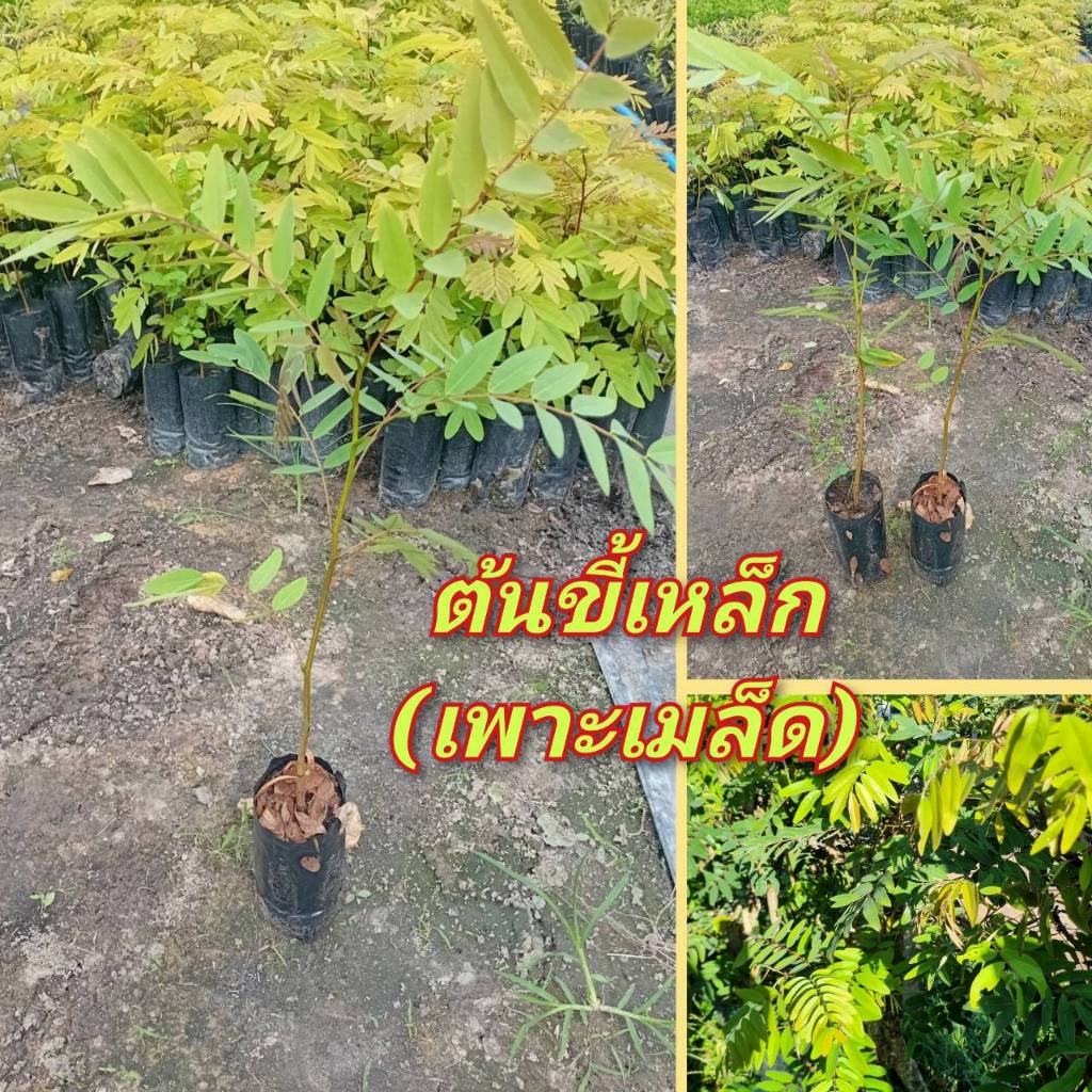 ต้นขี้เหล็ก เพาะเมล็ด แข็งแรงพร้อมปลูก ( ชุด 3 ต้น )