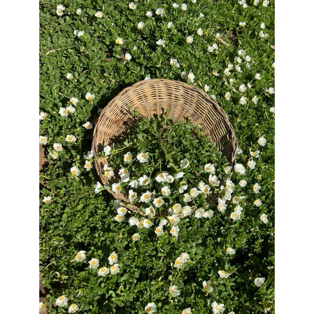 คุณนายตื่นสายสีขาวไข่ดาว ตัดกิ่ง30กิ่ง50บาท ดอกเยอะสวย - รูปที่ 6