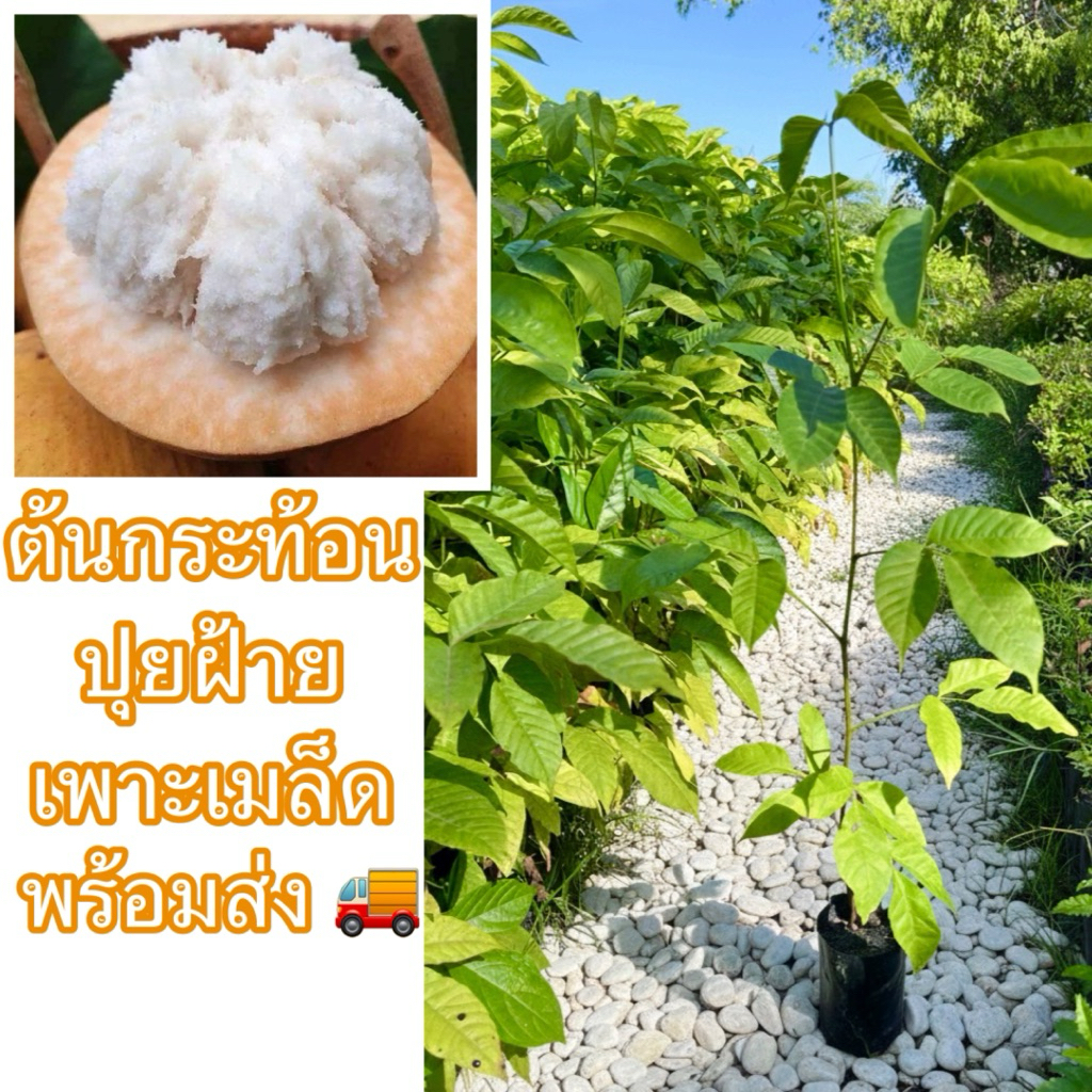 ต้นกระท้อนปุยฝ้าย เพาะเมล็ด (สั่งขั้นต่ำ2ต้น)🔥ซื้อ5ต้นแถม1ต้น(คละต้นอื่นก็ได้) ต้นสูงใหญ่แข็งแรง ผลมีเนื้อเยอะนุ่มฟูหวาน
