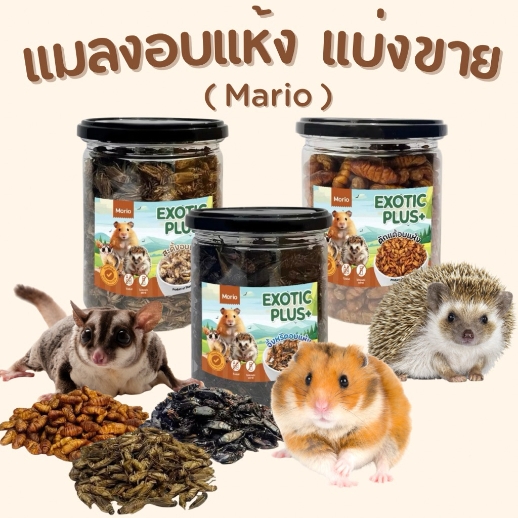 • แบ่งขาย • Morio แมลงอบแห้ง ( ดักแด้,จิ้งหรีด,สะดิ้ง ) ขนาดทดลอง เหมาะกับ แฮมเตอร์ ชูก้าร์ และสัตว์ฟันแทะ กระปุก 1.5 oz
