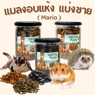 • แบ่งขาย • Morio แมลงอบแห้ง ( ดักแด้,จิ้งหรีด,สะดิ้ง ) ขนาด…