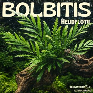 รากดำ ใบแฉกแอฟฟริกา เลือกได้ 3 ขนาด  - BOLBITIS AFRICAN FERN…