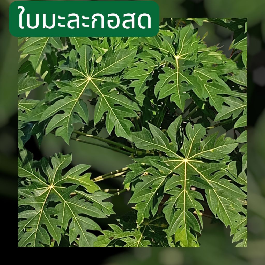 ใบมะละกอสด เก็บสดตามออเดอร์ปลอดสารพิษ 100%