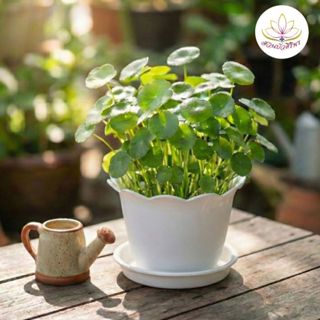 ต้นแว่นแก้ว หรือ ต้นบัวแก้ว พืชน้ำแต่งอ่างปลา (จัดส่ง 1 กอ ก…