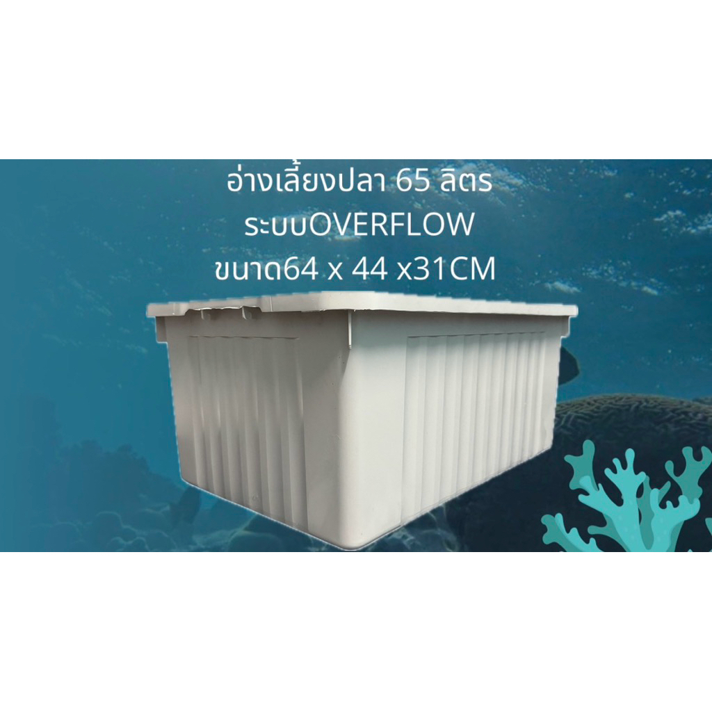 อ่างเลี้ยงปลา 65 ลิตร อ่างเปล่าสีขาว 64x44x31ซ. อ่างปลากัด อ่างปลาสวย กะบะเลี้ยงปลา อ่างเลี้ยงปลา อ่าง ปลาอ่างปลาบอลลูน