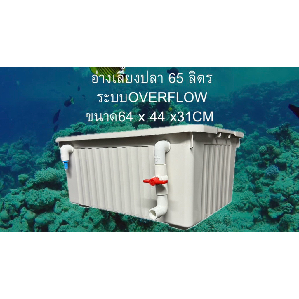 อ่างเลี้ยงปลา 65 ลิตร อ่างขาวท่อขาว ระบบระบายน้ำดูดบนดูดล่าง 64x44x31ซ. อ่างปลาสวย กะบะเลี้ยงปลา อ่างปลาบอลลูน อ่า