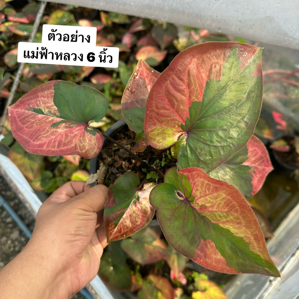 บอนสี แม่ฟ้าหลวง กระถาง 6 นิ้ว