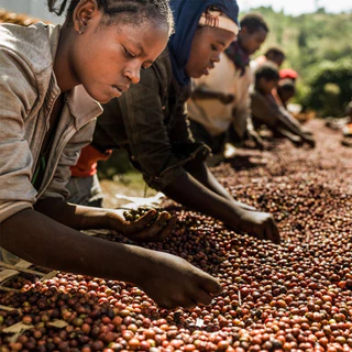 Ethiopia emily coffee เมล็ดกาแฟคั่ว กลิ่นที่โดดเด่นเป็นเอกลักษณ์ หอมฟุ้ง กลิ่นดอกไม้