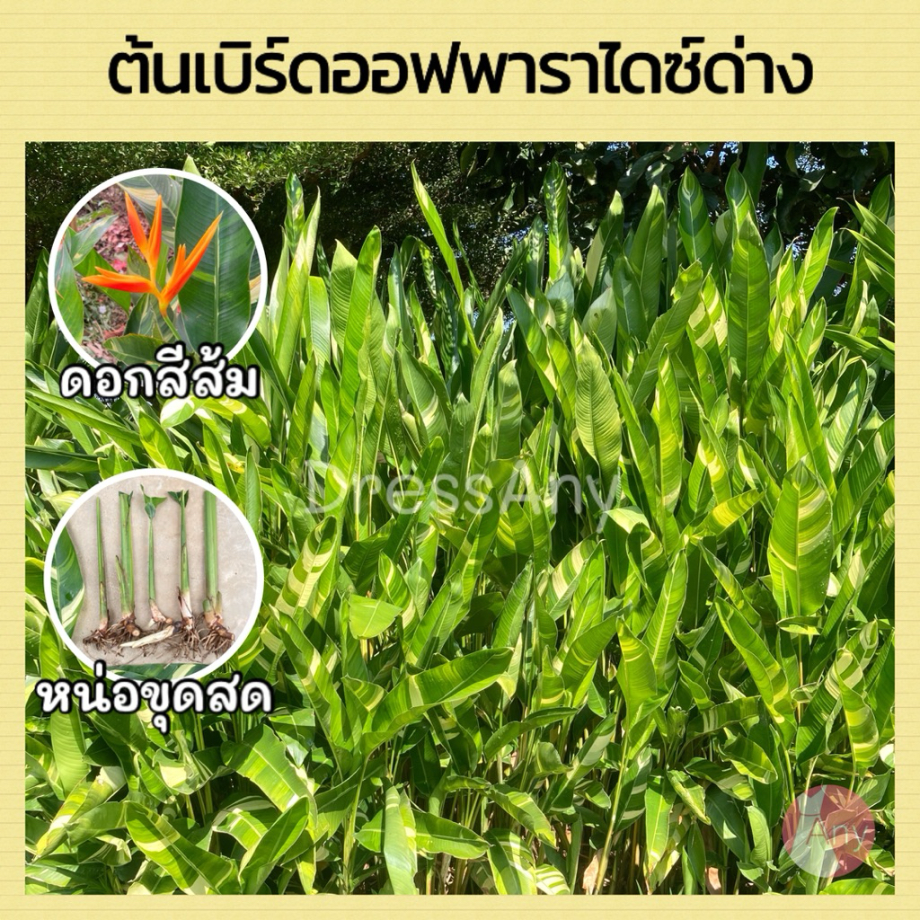 ต้นเบิร์ดออฟพาราไดซ์ด่าง ดอกสีส้ม หน่อขุดสด ตัดใบออก ไม้ประดับ จัดสวน