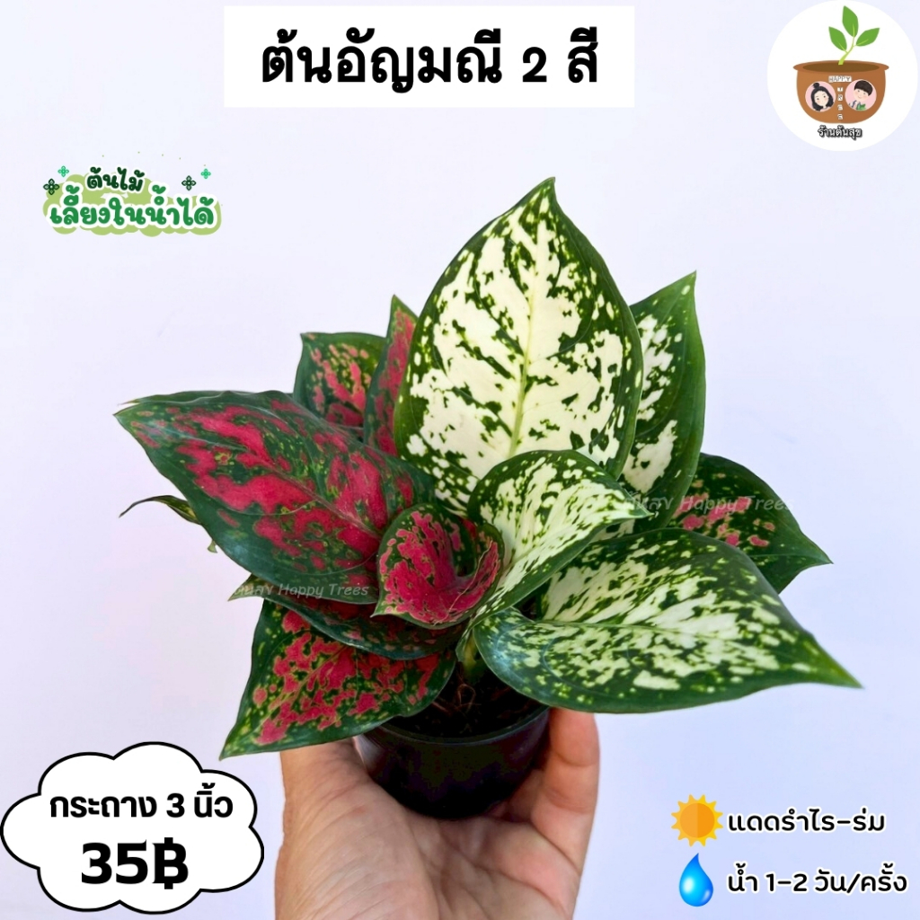 ต้นอัญมณี 2 สี จัดส่ง 2 ต้นขึ้นไป คละแบบได้
