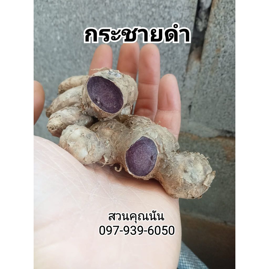 กระชายดำหัวสด 1 กิโลกรัม