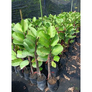 ต้นฝรั่งไส้แดงหงเป่าสือ (ต้นชำจากกิ่งตอน ขนาด 50-100 cm.)