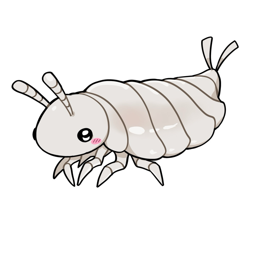 สปริงเทล ขาว ไม่โดด | non jumping white springtails | terrarium cleaner + พิเศษส่งด้วยถุงโฟมเย็นหน้าร้อนครับ