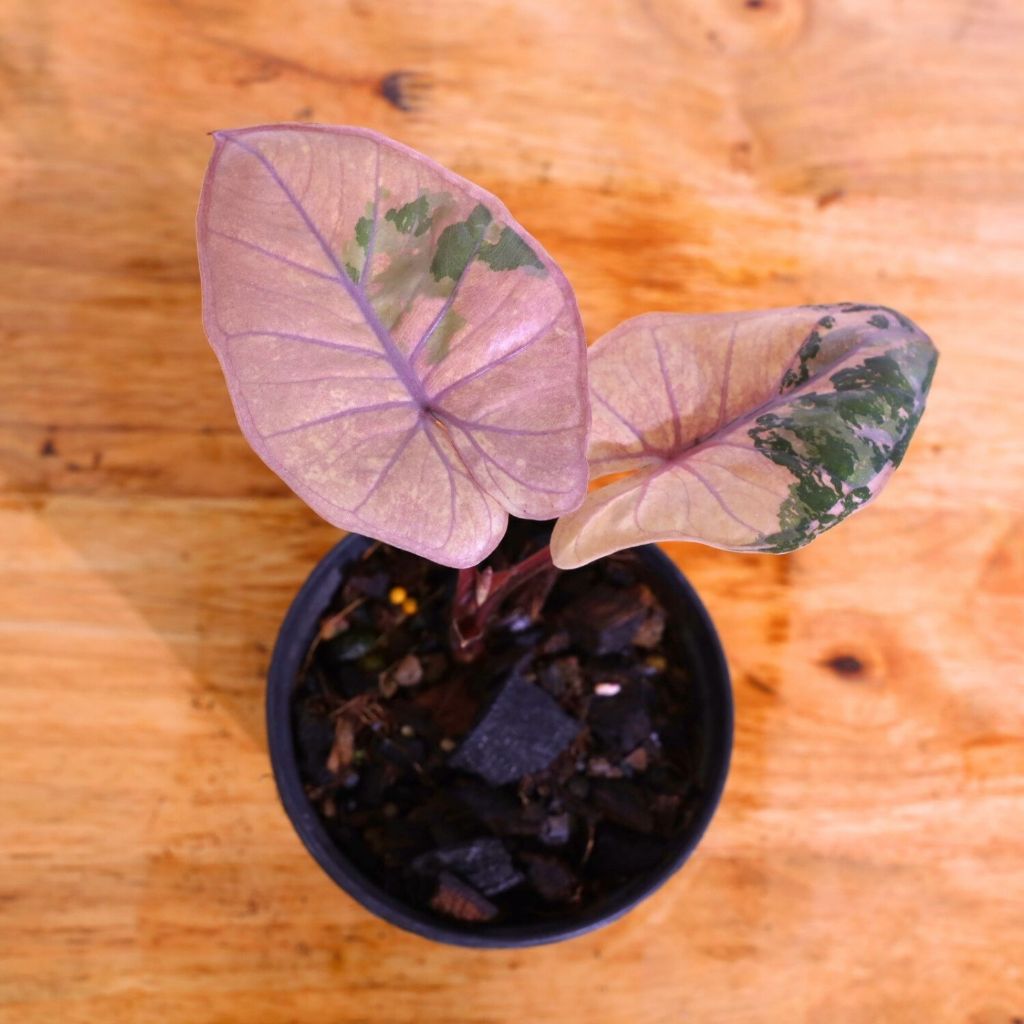 อโกลาโอเซีย ยูคาตัน พิงค์ | Alocasia Yucatan Pink | อโลคาเซียก้านชมพู |  2 ใบ | สวยทุกใบ