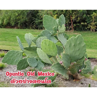 Opuntia Ficus-indica ,Stricta, Vulgaris สายพันธุ์กินใบและผลได้ 📌โปรดอ่านรายละเอียดก่อนสั่งซื้อ