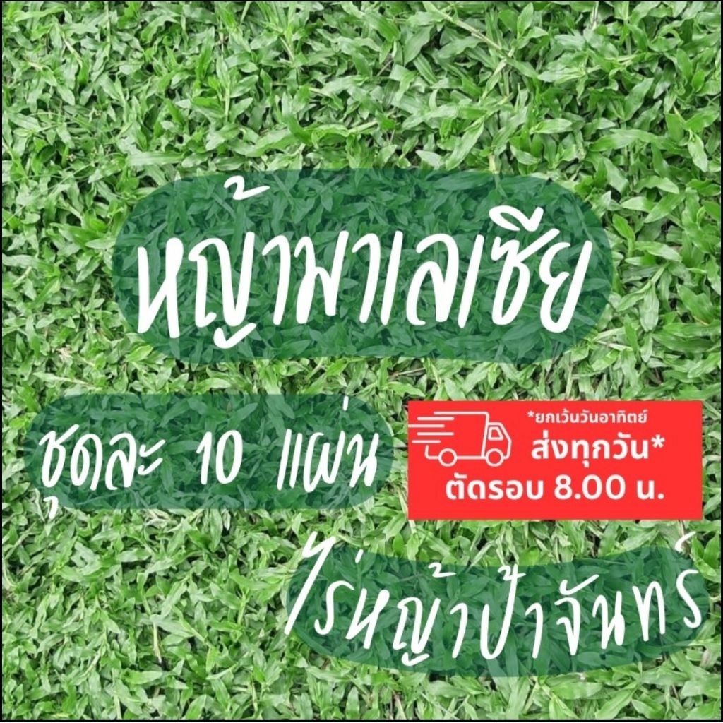 หญ้ามาเลเซีย สำหรับจัดสวนร่มรำไร 10 แผ่น (5 ตร.ม.)