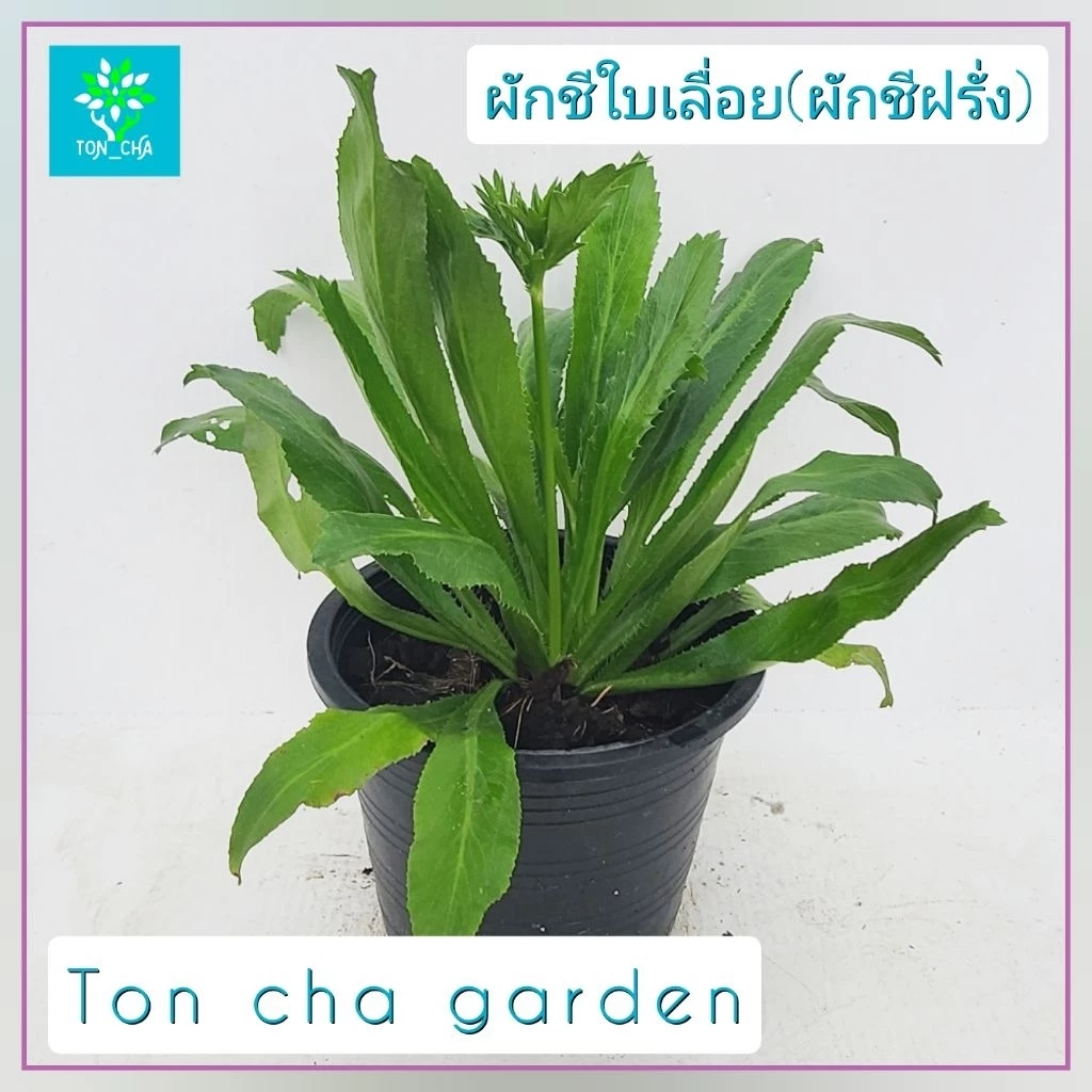ผักชีใบเลื่อย ผักชีฝรั่ง ผักหอมเป ผักสมุนไพร