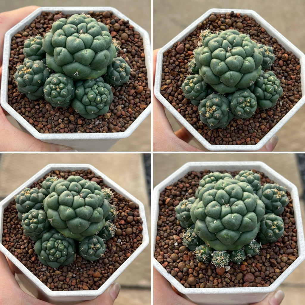 Coryphantha Elephantiden: ช้างญี่ปุ่น ฟอร์มกอ แคคตัส กระบองเพชร