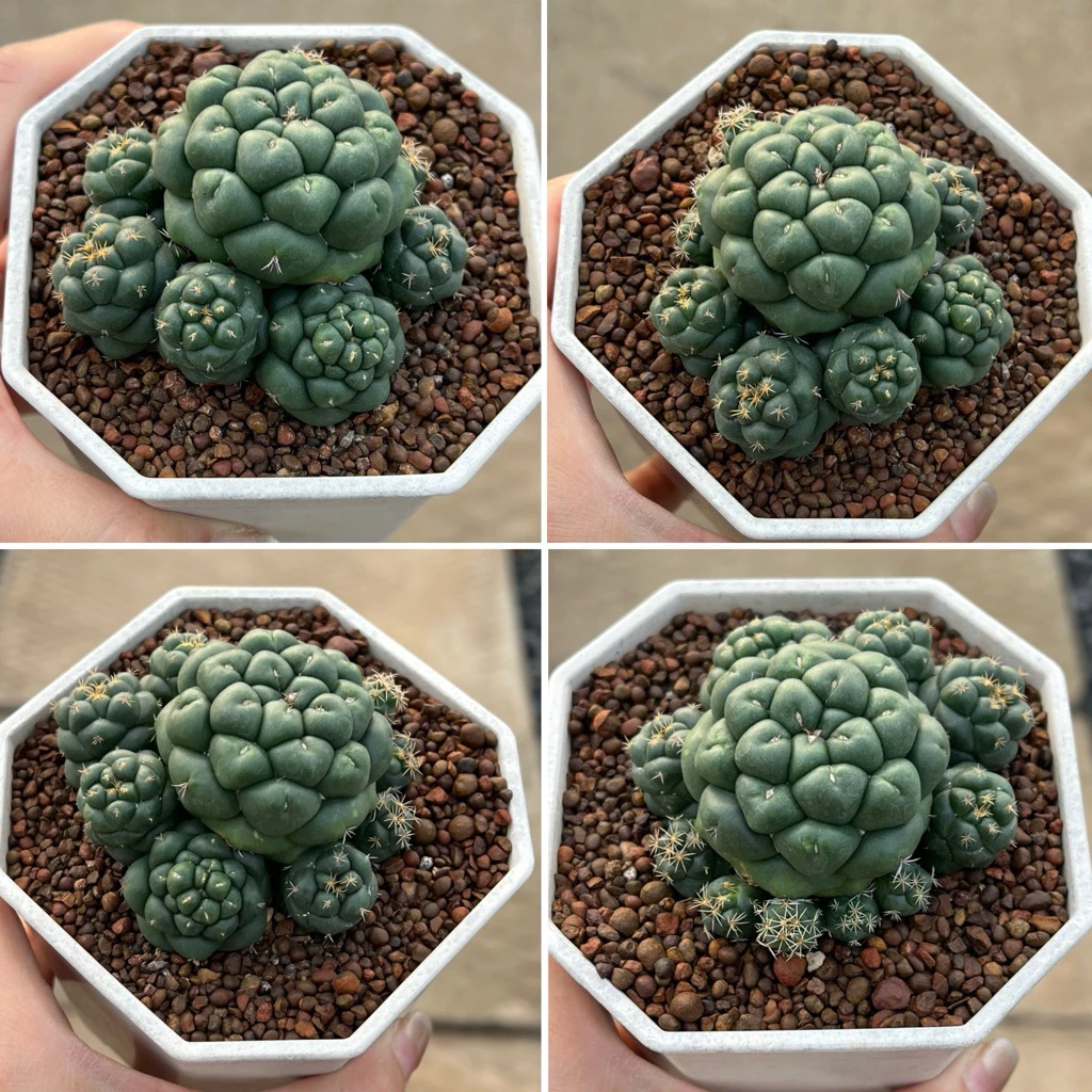 Coryphantha Elephantiden: ช้างญี่ปุ่น ฟอร์มกอ แคคตัส กระบองเพชร