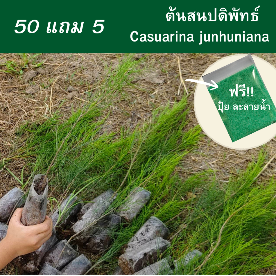 ต้นสนปดิพัทธ์ ไซส์เล็ก สูง30-40cm. (ชุด 50 ต้น แถมฟรี 5 ต้น) กล้าสนปดิพัทธิ์