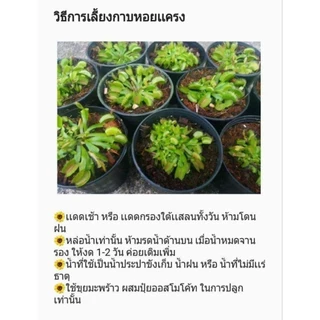 กาบหอยแครง ต้นกาบหอยแครง พืชกินแมลง ขายถูกที่สุด