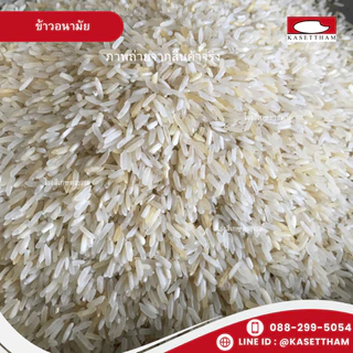 19 กก. ข้าวอนามัย ข้าวติดเหลือง ข้าวสารตรารถบรรทุก ราคาโรงสี ส่งฟรี สั่ง 3 ถุงคุ้มค่าส่ง