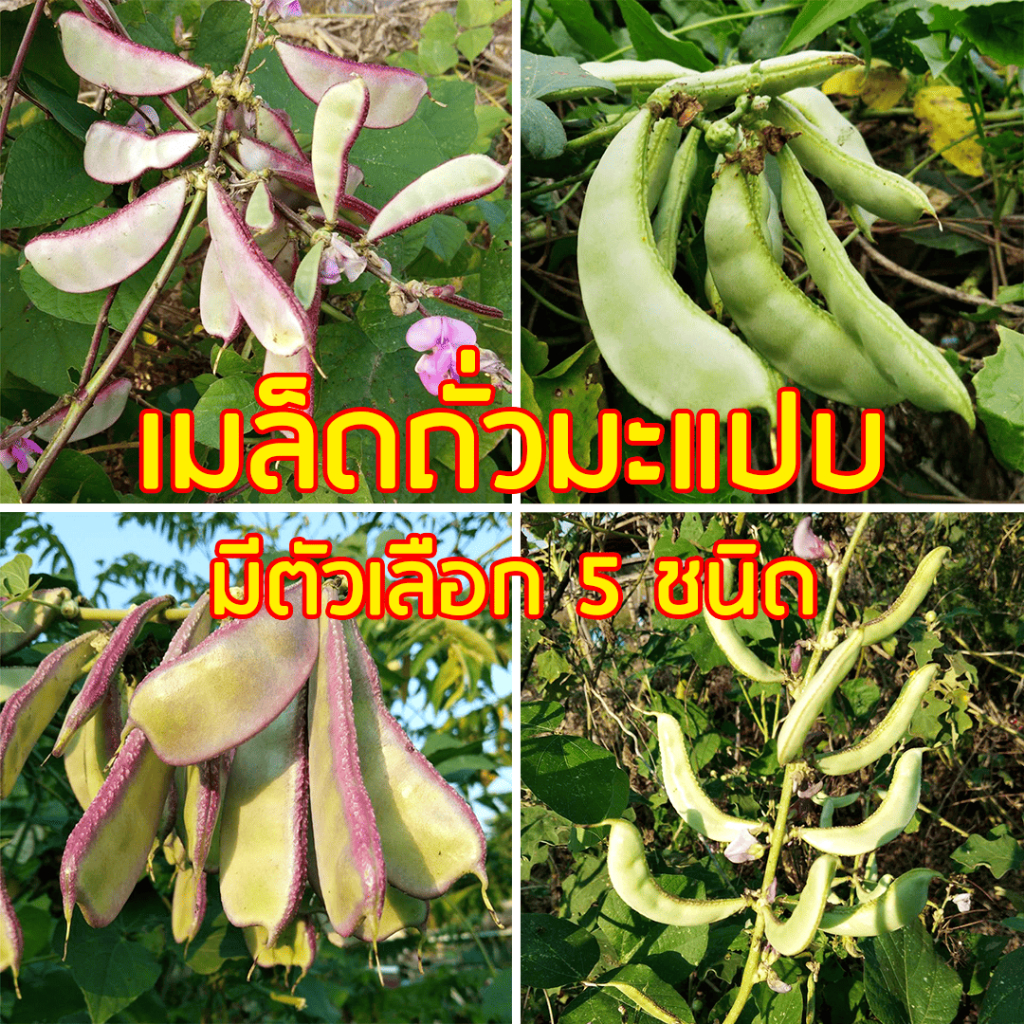 เมล็ดถั่วแปบ มะแปบ ถั่วแปบ 20 เมล็ด มี 5 สายพันธุ์ให้เลือก ## ถั่วมะแปบ ผักสวนครัว เมล็ดพันธุ์ผัก เมล็ดพันธ์