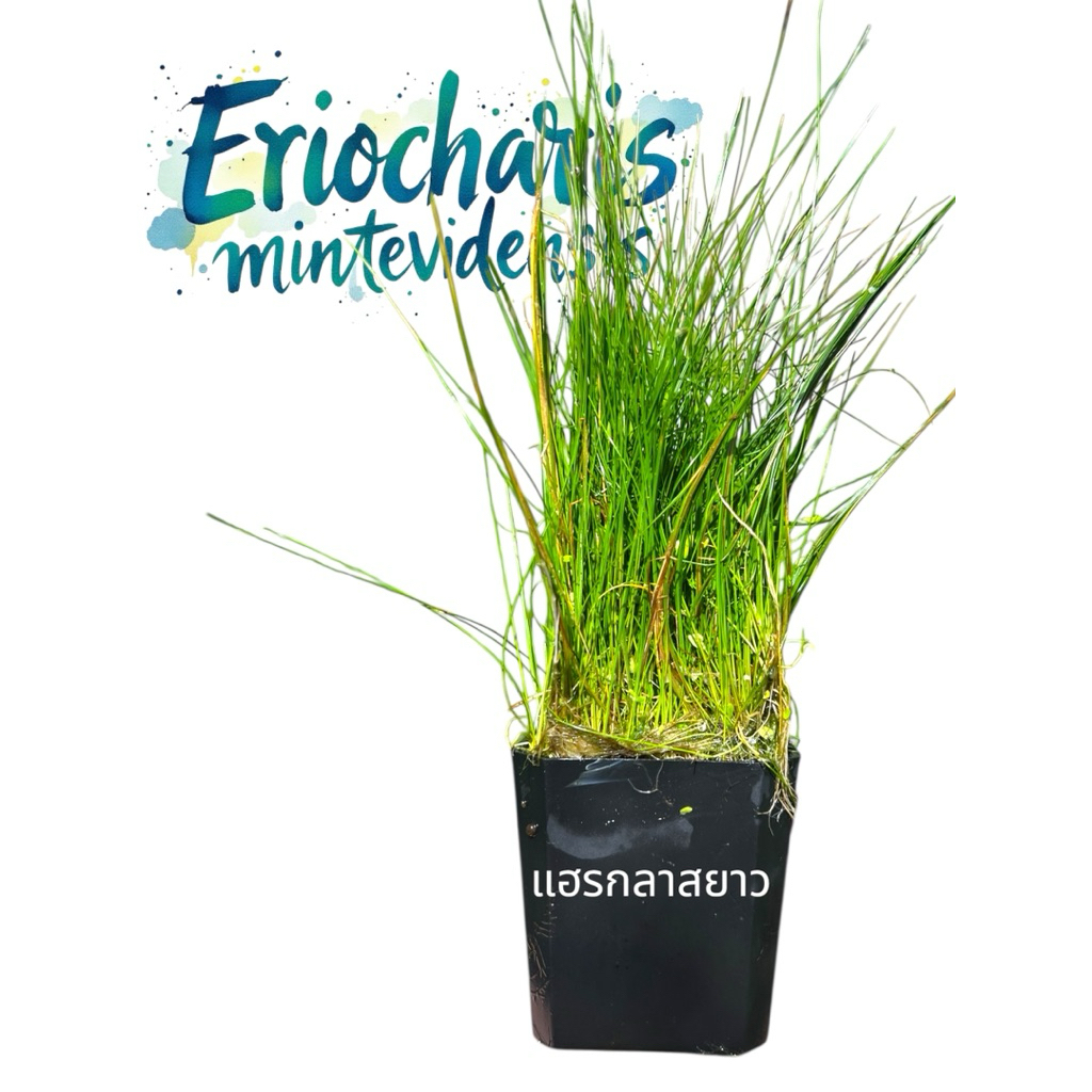 หญ้าแฮรกลาสยาว eleocharis montevidensis ไม้น้ำ สำหรับแบลคกราวด์ พริ้วไหวสบายใจชิวๆ