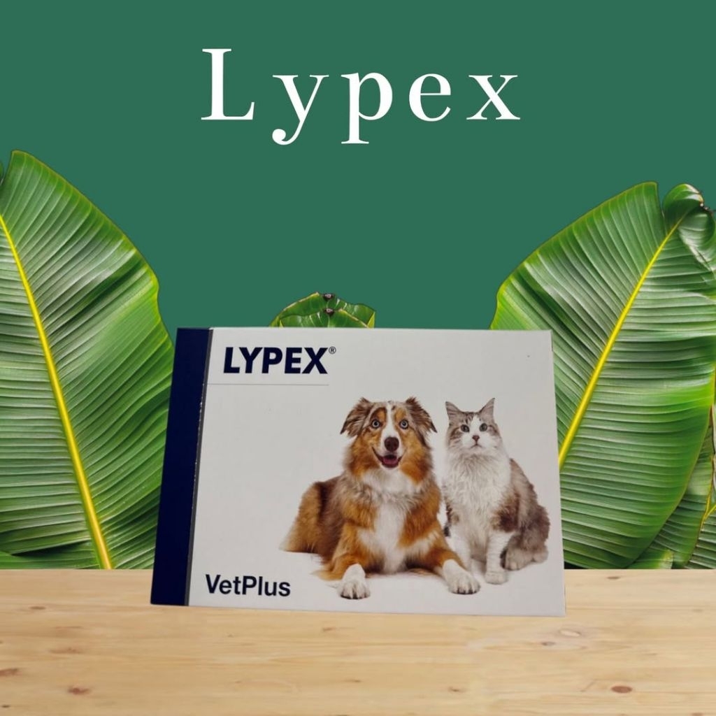 🦮 Lypex (60 แคปซูล) 🐈‍⬛