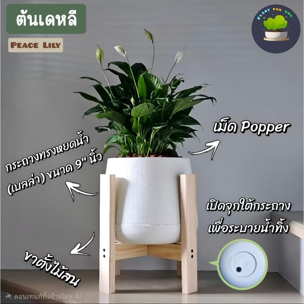 🌼ต้นเดหลี Peace Lily ครบชุดพร้อมปลูก (ต้นไม้ฟอกอากาศ)