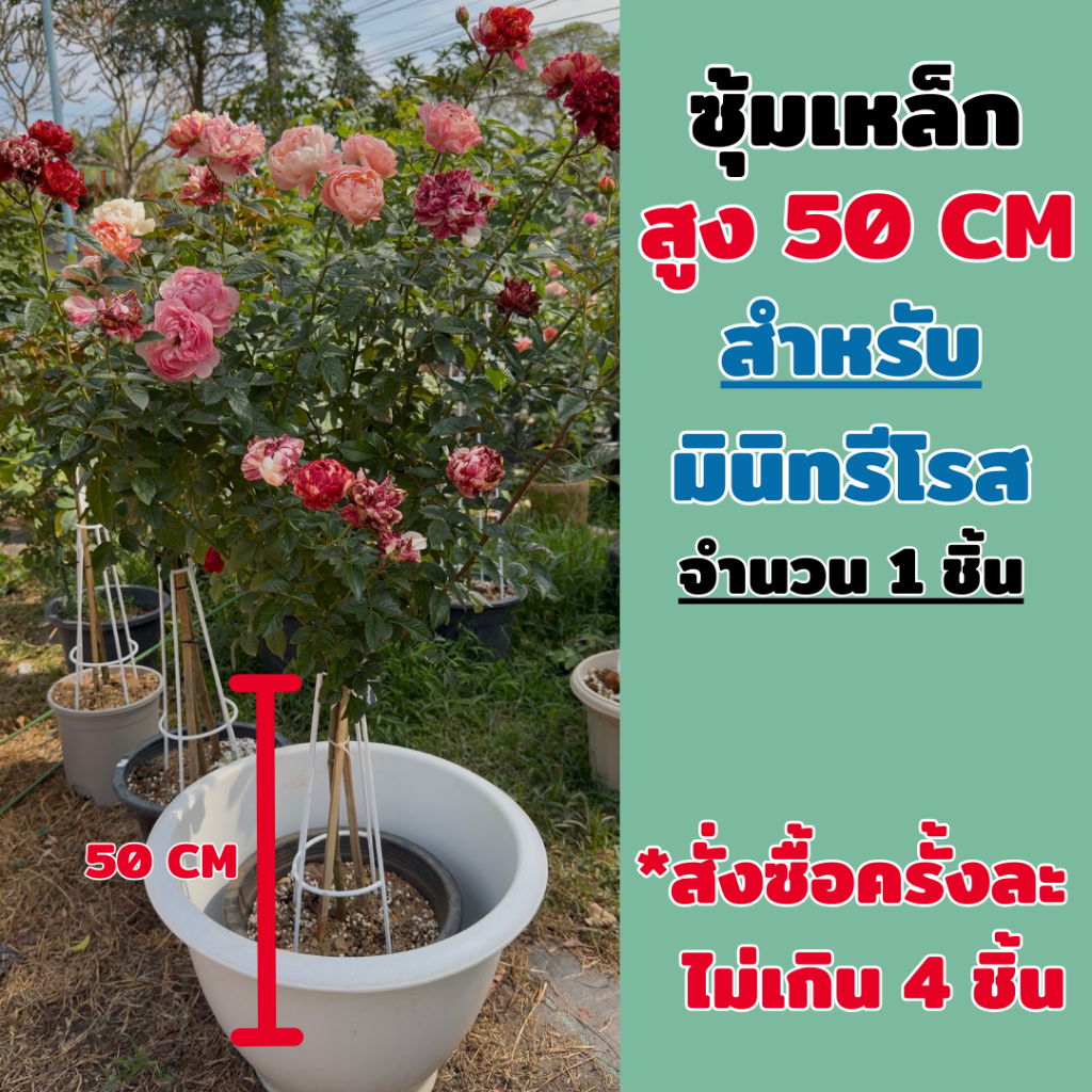 ซุ้มเหล็ก สูง 50 cm.สำหรับมินิทรีโรส [โปรดสั่งแยกกับตะกร้าปุ๋ย]