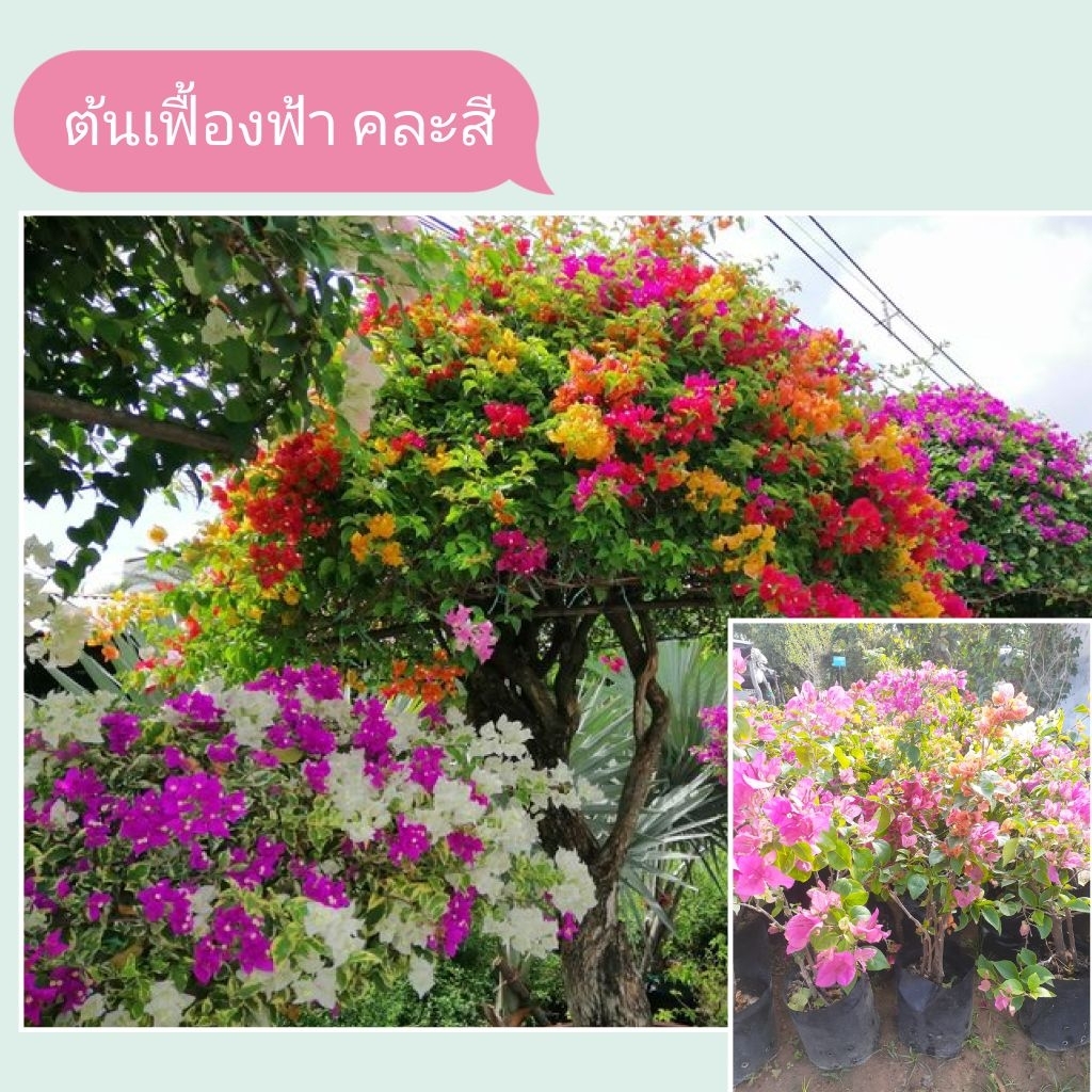 ต้นเฟื่องฟ้า คละสี ต้นแข็งแรง