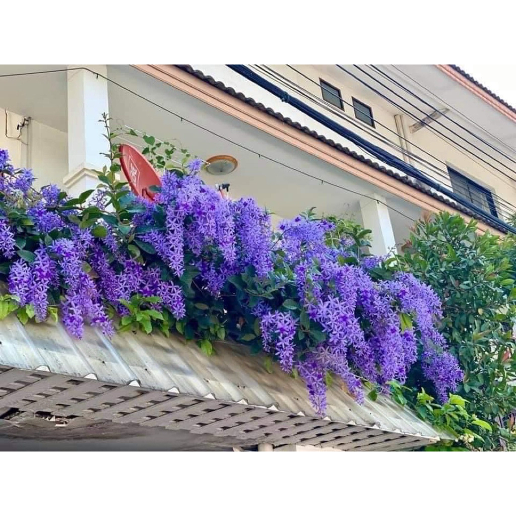 ต้นพวงคราม ดอกพวงคราม ดอกไม้สีม่วงสวย ดอกกินได้ ไม้เลื้อยเป็นพุ่มใหญ่ ออกดอกสีครามปนสีม่วง ช่อยาวสวยงาม ต้นสูง50-70ซม. - รูปที่ 4