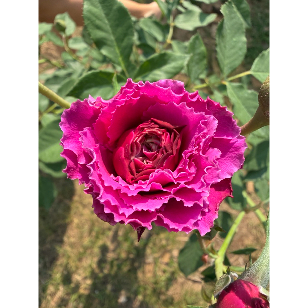 กุหลาบรามูกัน (Ramukan Rose)ดอกสีชมพูอมม่วงหรือชมพูบานเย็น ทรงดอกซ้อนแน่น กลีบหยิกคลื่นสวยงาม มีกลิ่นหอมแรง