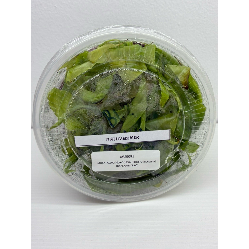 ไม้เนื้อเยื่อ: กล้วยหอมทอง: Musa Kauai Hom Thong Banana Tissue Culture (10 plants/bottle)
