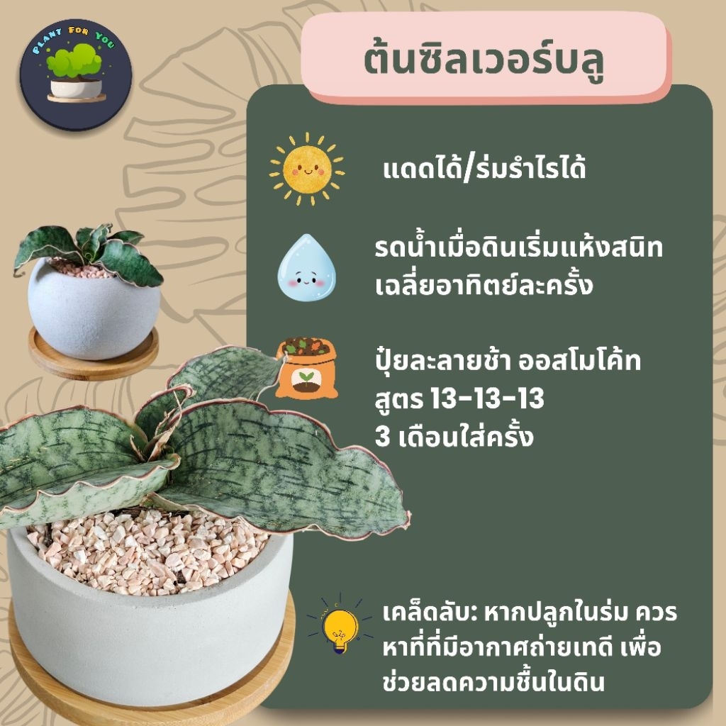 ต้นลิ้นมังกร ซามูไรแคระ พร้อมกระถางปูนเปลือย 4