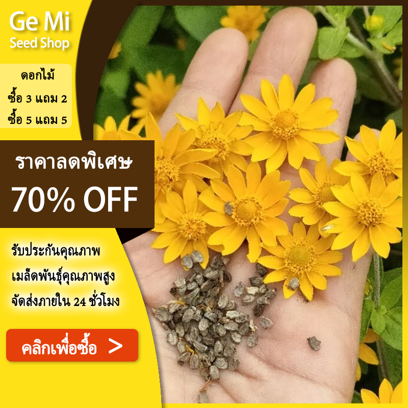 GEMI เมล็ดเก๊กฮวยสีเหลือง 100 เมล็ด อัตราการงอกสูง เบญจมาศเหลือง เมล็ดพันธุ์ ดอกไม้