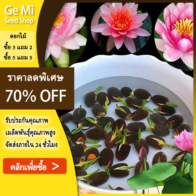 GEMI เมล็ดบัวคละสี บัวแคระ คละสี ปลูกง่าย ออกดอกเร็ว ไม้ยืนต้นพืชน้ำ