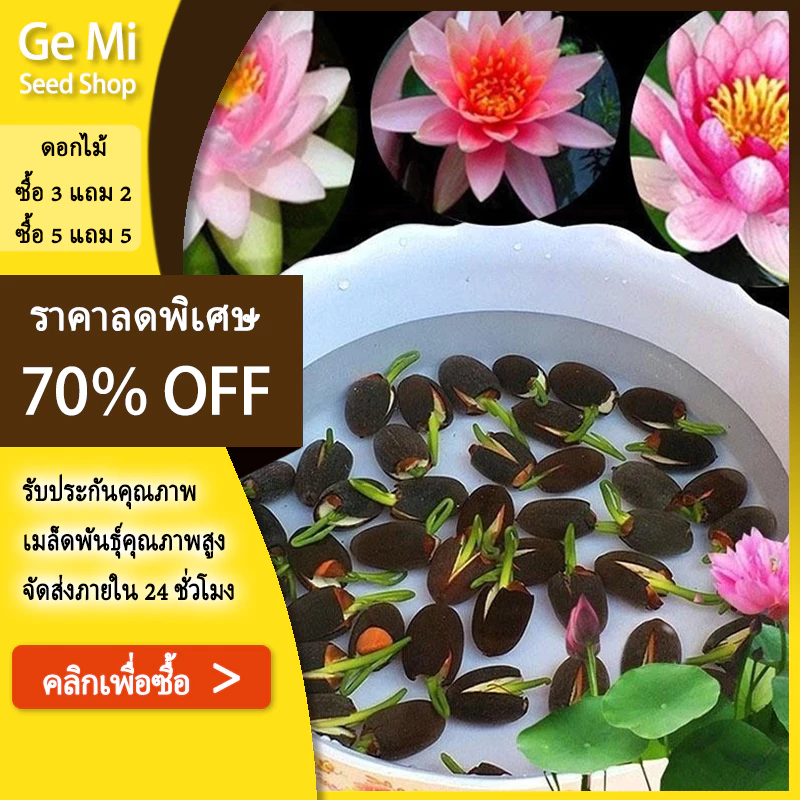 GEMI เมล็ดบัวคละสี บัวแคระ คละสี ปลูกง่าย ออกดอกเร็ว ไม้ยืนต้นพืชน้ำ
