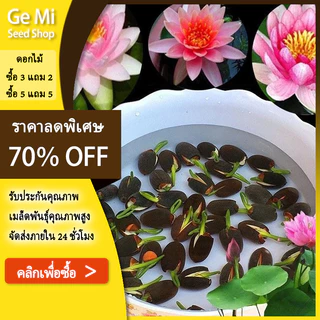 GEMI เมล็ดบัวคละสี บัวแคระ คละสี ปลูกง่าย ออกดอกเร็ว ไม้ยืนต้นพืชน้ำ