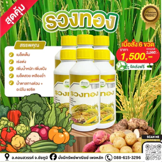 รวงทอง 1L.น้ำตาลทางด่วน+อะมิโน รวงแน่นรวงเต่งเมล็ดเต็ม เพิ่มน้ำหนัก ช่วยผสมเกสร เมล็ดสวย เหลืองฉ่ำ 1 ขวดใช้ได้ 15-20 ไร่