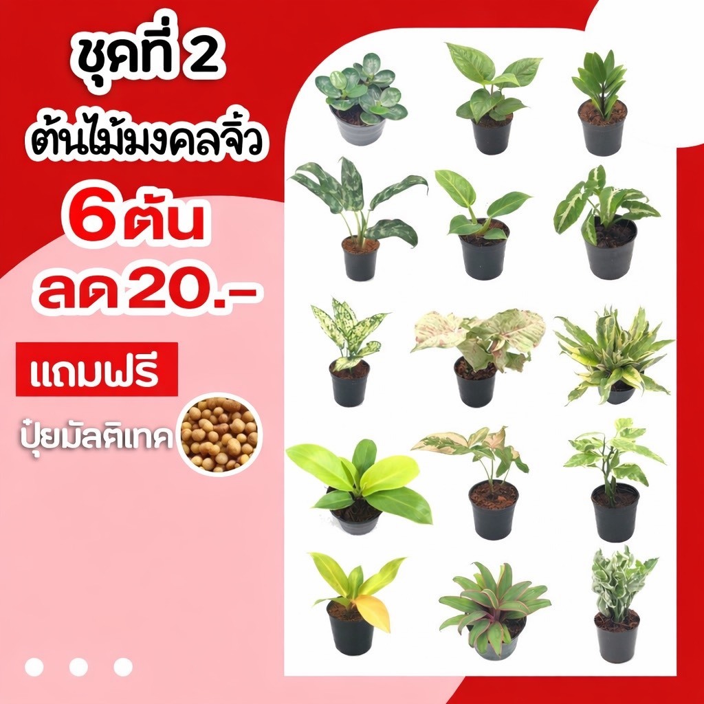 💥6 ต้น ลด 20 บาท 💥 กดสั่ง 6 ต้นได้เลยค่ะ  ชุดที่2 ต้นไม้มงคลจิ๋ว แถมปุ๋ยมัลติเทคฟรี  ต้นไม้มงคลโชคลาภ ต้นไม้มงคลจิ๋ว