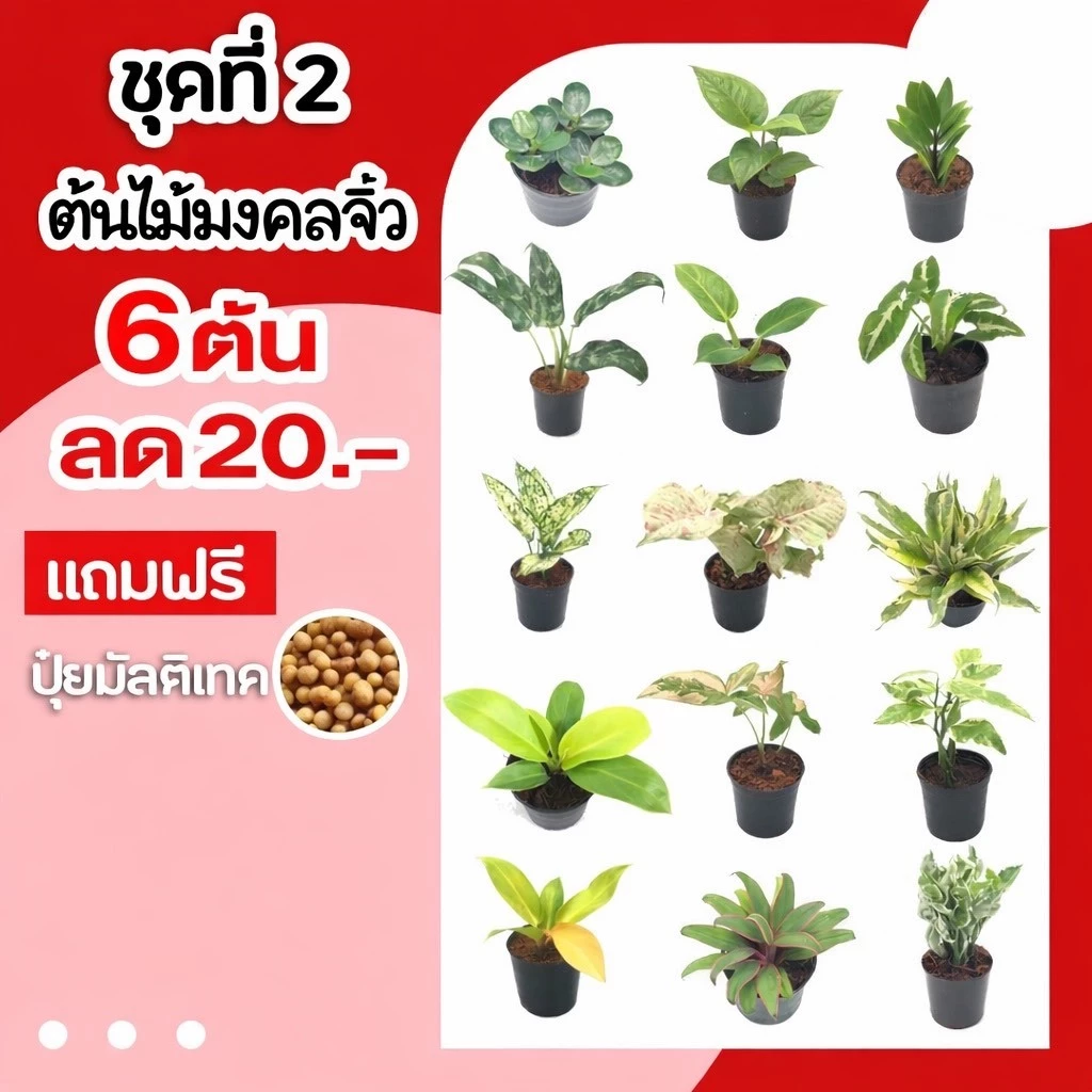 💥6 ต้น ลด 20 บาท 💥 กดสั่ง 6 ต้นได้เลยค่ะ (กระถาง) ชุดที่2 ต้นไม้มงคลจิ๋ว แถมปุ๋ยอินทรีย์ ต้นไม้มงคลโชคลาภ