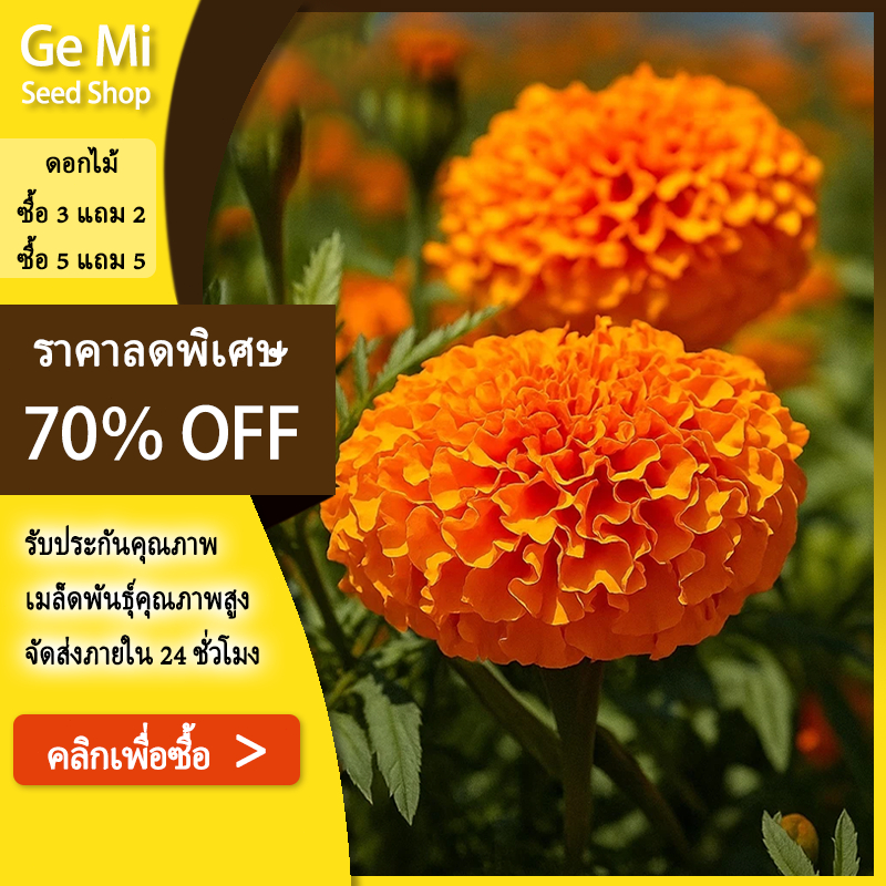 GEMI เมล็ดพันธุ์ดาวเรืองสีส้ม 130 เมล็ด เมล็ดพันธุ์แท้ อัตราการงอกสูง เมล็ดพันธุ์ดอกไม้