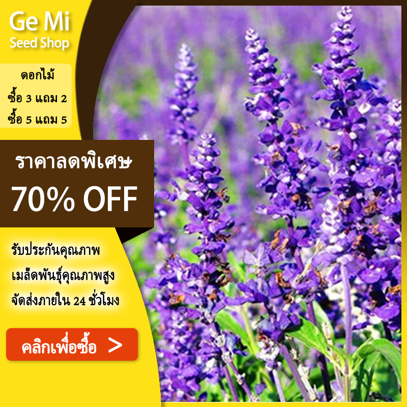 GEMI เมล็ดพันธุ์ ลาเวนเดอร์ 500 เมล็ด ปลูกผัก สวนครัว งอกง่าย โตไว ดอกสวย หอมมาก