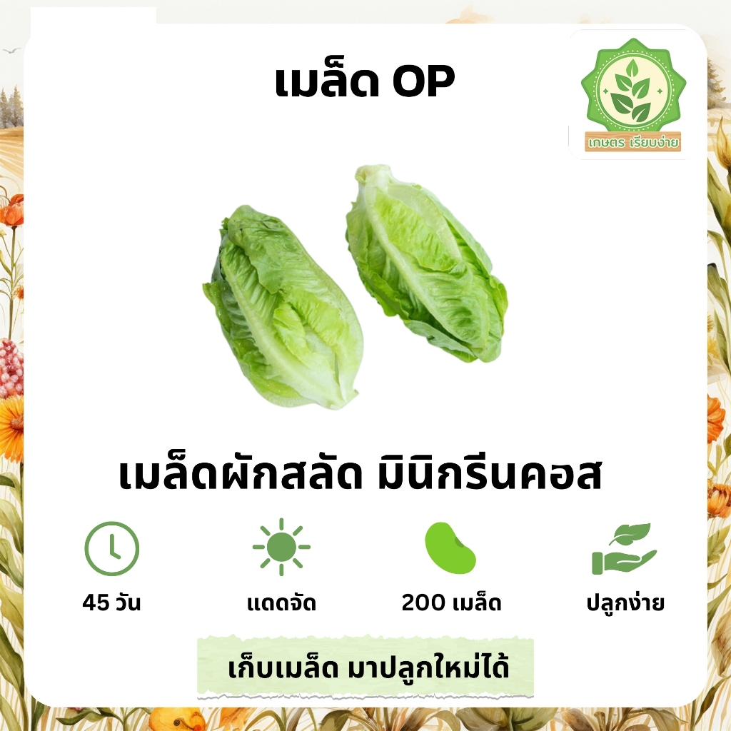 เมล็ดพันธุ์สลัดรวมผักต่างๆ มินิสลัดคอส มินิกรีนครอส มินิกรีนคอสเมล็ดสลัด พันธุ์ OP