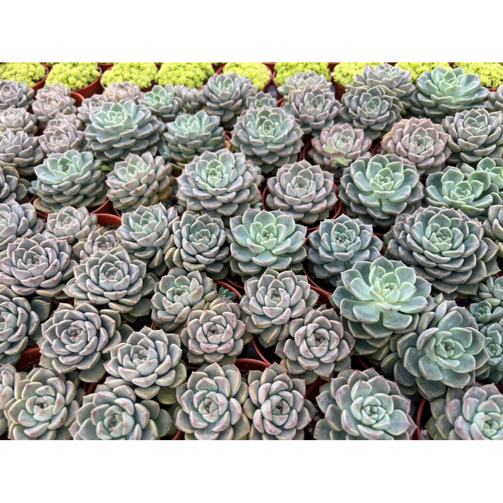 Echveria jingle bell