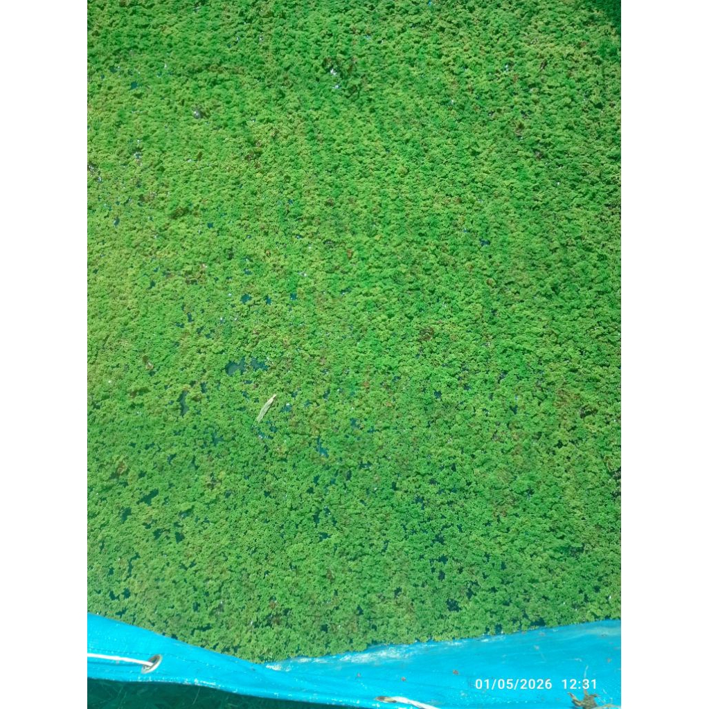 แหนแดง พินนาต้า(Azolla Pinnata)