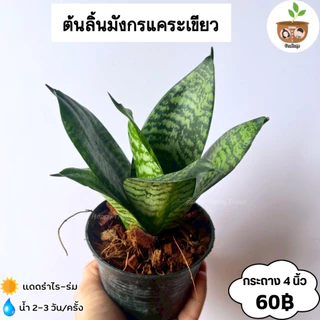 ต้นลิ้นมังกรแคระ กระถาง 4 นิ้ว จัดส่ง 2 ต้นขึ้นไป คละแบบได้