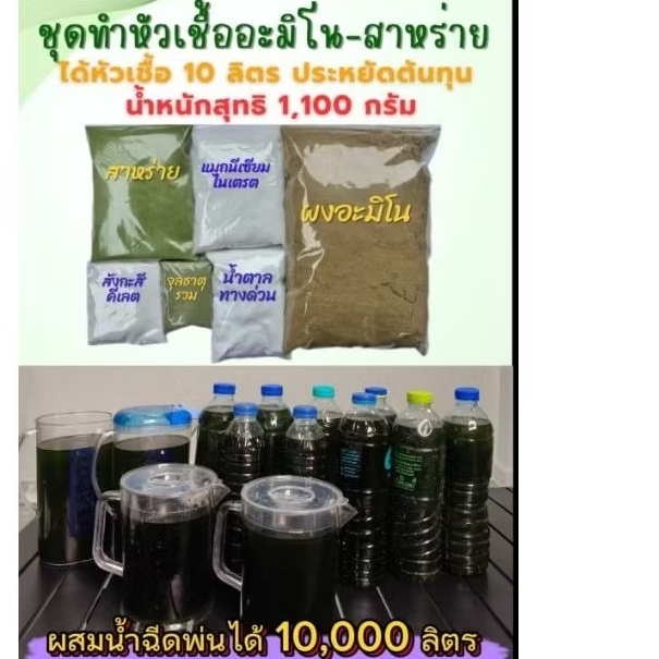 อะมิโนสาหร่ายสูตรทําเอง 10 ลิตร สูตรสะสมอาหารกระตุ้นการเปิดตาดอก ช่วยให้เกษตรกรประหยัดต้นทุน